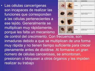 • Las células cancerígenas
  son incapaces de realizar las
  funciones que corresponden
  a las células pertenecientes a
  ese tejido. Generalmente se
  multiplican muy rápidamente,
  porque les falta un mecanismo
  de control del crecimiento. Con frecuencia, son
  inmaduras debido a que se multiplican de una forma
  muy rápida y no tienen tiempo suficiente para crecer
  plenamente antes de dividirse. Al formarse un gran
  número de células cancerosas, se amontonan,
  presionan o bloquean a otros órganos y les impiden
  realizar su trabajo
 