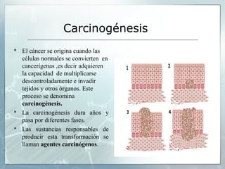 Carcinogénesis
 El cáncer se origina cuando las
células normales se convierten en
cancerígenas ,es decir adquieren
la capacidad de multiplicarse
descontroladamente e invadir
tejidos y otros órganos. Este
proceso se denomina
carcinogénesis.
 La carcinogénesis dura años y
pasa por diferentes fases.
 Las sustancias responsables de
producir esta transformación se
llaman agentes carcinógenos.
 