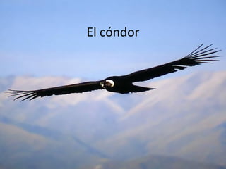 El cóndor 