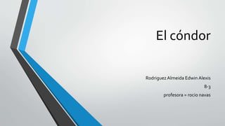 El cóndor 
Rodriguez Almeida Edwin Alexis 
8-3 
profesora = rocio navas 
 