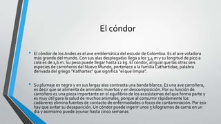 El cóndor 
• El cóndor de los Andes es el ave emblemática del escudo de Colombia. Es el ave voladora 
más grande del mundo...