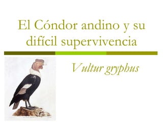 El Cóndor andino y su difícil supervivencia Vultur gryphus 