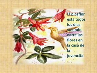 El picaflor
está todos
los días
volando
entre las
flores en
la casa de
la
jovencita.
 