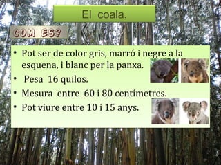 El coala.
COM es?
• Pot ser de color gris, marró i negre a la
  esquena, i blanc per la panxa.
• Pesa 16 quilos.
• Mesura entre 60 i 80 centímetres.
• Pot viure entre 10 i 15 anys.
 