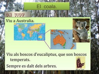 El coala.
On viu?
Viu a Australia.




Viu als boscos d’eucaliptus, que son boscos
  temperats.
Sempre es dalt dels arbres.
                                     Mà de coala
 