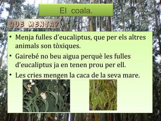 El coala.
                 El coala.
Que menja?
• Menja fulles d’eucaliptus, que per els altres
  animals son tòxiques.
• Gairebé no beu aigua perquè les fulles
  d’eucaliptus ja en tenen prou per ell.
• Les cries mengen la caca de la seva mare.
 