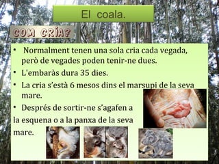 El coala.
                   El coala.
COM cría?
• Normalment tenen una sola cria cada vegada,
   però de vegades poden tenir-ne dues.
• L'embaràs dura 35 dies.
• La cria s’està 6 mesos dins el marsupi de la seva
   mare.
• Després de sortir-ne s’agafen a
la esquena o a la panxa de la seva
mare.
 