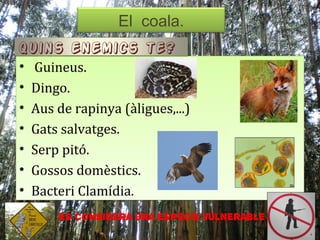 El coala.
                   El coala.
Quins enemics te?
•   Guineus.
•   Dingo.
•   Aus de rapinya (àligues,...)
•   Gats salvatges.
•   Serp pitó.
•   Gossos domèstics.
•   Bacteri Clamídia.
        Es considera una especie vulnerable
 