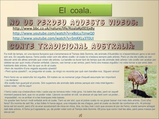 El coala.
               El coala.
    No us perdeu aquests videos:
        http://www.bbc.co.uk/nature/life/Koala#p003jx8y
        http://www.youtube.com/watch?v=x8oLu7znwQ0
        http://www.youtube.com/watch?v=SmKKLy3T0UI

    Conte tradicional australià:
Fa molt de temps, en una època llunyana que s'anomenava el Temps dels Somnis, els animals d'Austràlia no s'assemblaven gens a tal com
són ara. En aquella època, l'emú podia volar com els altres ocells i el coala no s'estava sempre pels arbres. Però un dia els ocells es van
discutir amb els altres animals que vivien als arbres. La baralla va durar tant de temps que els animals dels arbres i els ocells van acabar per
oblidar-se per quin motiu s'havien enfadat. Llavors, van tornar a ser amics; però l'emú era massa orgullós i no volia tornar a ser amic dels
habitants dels arbres. Així és que va dir al coala:
-Hem de resoldre d'una vegada aquesta qüestió!
- Però quina qüestió?, va preguntar el coala. Ja ningú no recorda per què vam barallar-nos. Siguem amics! 

Però l'emú es va estarrufar tot orgullós. Ell mateix es va nomenar jutge d'aquell assumpte tan important
 i va declarar:
-Els ocells han guanyat el procés. Són superiors als animals dels arbres perquè són més intel·ligents i
saben volar, vet-ho aquí!

I l'emú cada cop s'estarufava més i cada cop es tornava més i més gros. Va batre les ales, però en aquell
moment pesava tant, que no va poder volar. Llavors va estirar el coll, va aixecar el cap tant com va poder...
 impossible!, no va arribar ni a les branques més baixes. 
Va quedar ben fumut i molt enfadat amb el coala. Tant va ser així, que el pobre coala no va gosar baixar mai més dels arbres. Com s'ho
faria? Es moriria de set! No, a les fulles hi havia aigua, una miqueta de res d'aigua, però el coala va decidir de conformar-s'hi. Al principi
tenia set tot sovint, però s'hi va anar acostumant de mica en mica. Ara, no beu mai i com que encara té por de l'emú, s'està sempre amagat
dalt dels arbres. A l'emú ja li agradaria, ya, de poder volar com al Temps dels Somnis. Ell prou que corre i bat les ales, però pesa massa per
elevar-se!
                                                                      fí
 