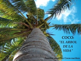COCO:
             "EL ARBOL
               DE LA 
               VIDA"

Nombre científico: Cocos nucifera
 