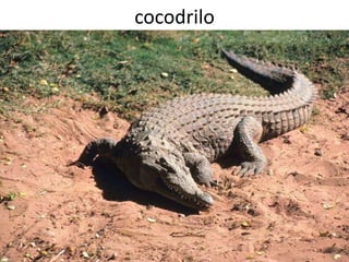 cocodrilo
 