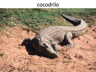 cocodrilo