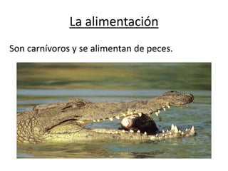 Son carnívoros y se alimentan de peces.
La alimentación