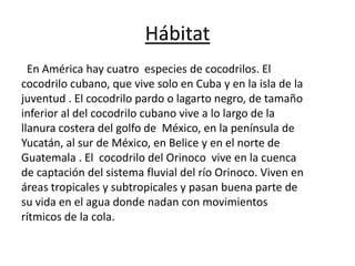 Hábitat
En América hay cuatro especies de cocodrilos. El
cocodrilo cubano, que vive solo en Cuba y en la isla de la
juventud . El cocodrilo pardo o lagarto negro, de tamaño
inferior al del cocodrilo cubano vive a lo largo de la
llanura costera del golfo de México, en la península de
Yucatán, al sur de México, en Belice y en el norte de
Guatemala . El cocodrilo del Orinoco vive en la cuenca
de captación del sistema fluvial del río Orinoco. Viven en
áreas tropicales y subtropicales y pasan buena parte de
su vida en el agua donde nadan con movimientos
rítmicos de la cola.
