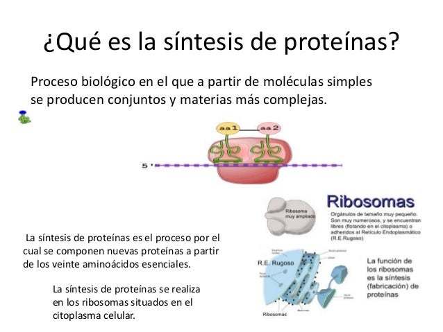 El código genético y síntesis de proteínas