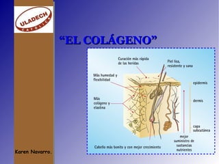El colageno. | PDF