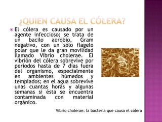    El cólera es causado por un
    agente infeccioso; se trata de
    un    bacilo   aerobio,    Gram
    negativo, con un sólo flagelo
    polar que le da gran movilidad
    llamado Vibrio cholerae. El
    vibrión del cólera sobrevive por
    periodos hasta de 7 días fuera
    del organismo, especialmente
    en ambientes húmedos y
    templados; en el agua sobrevive
    unas cuantas horas y algunas
    semanas si ésta se encuentra
    contaminada      con    material
    orgánico.
                    Vibrio cholerae: la bacteria que causa el cólera
 