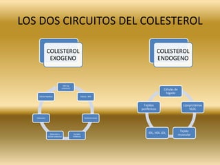 LOS DOS CIRCUITOS DEL COLESTEROL<br />
