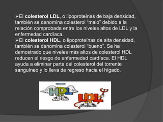 El colesterol LDL, o lipoproteínas de baja densidad,
también se denomina colesterol “malo” debido a la
relación comprobada entre los niveles altos de LDL y la
enfermedad cardíaca.
El colesterol HDL, o lipoproteínas de alta densidad,
también se denomina colesterol “bueno”. Se ha
demostrado que niveles más altos de colesterol HDL
reducen el riesgo de enfermedad cardíaca. El HDL
ayuda a eliminar parte del colesterol del torrente
sanguíneo y lo lleva de regreso hacia el hígado.
 