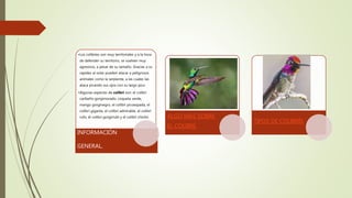 •Los colibríes son muy territoriales y a la hora
de defender su territorio, se vuelven muy
agresivos, a pesar de su tamaño. Gracias a su
rapidez al volar pueden atacar a peligrosos
animales como la serpiente, a las cuales las
ataca picando sus ojos con su largo pico.
•Algunas especies de colibrí son: el colibrí
caribeño gorgimorado, coqueta verde,
mango gorginegro, el colibrí picoespada, el
colibrí gigante, el colibrí admirable, el colibrí
rufo, el colibrí gorgirrubí y el colibrí chivito.
INFORMACIÓN
GENERAL.
ALGO MAS SOBRE
EL COLIBRÍ.
TIPOS DE COLIBRÍS
 