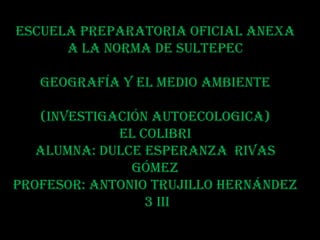 ESCUELA PREPARATORIA OFICIAL ANEXA
      A LA NORMA DE SULTEPEC

   GEOGRAFÍA Y EL MEDIO AMBIENTE

   (INVESTIGACIÓN AUTOECOLOGICA)
             EL COLIBRI
   ALUMNA: DULCE ESPERANZA RIVAS
               GÓMEZ
PROFESOR: ANTONIO TRUJILLO HERNÁNDEZ
                 3 III
 