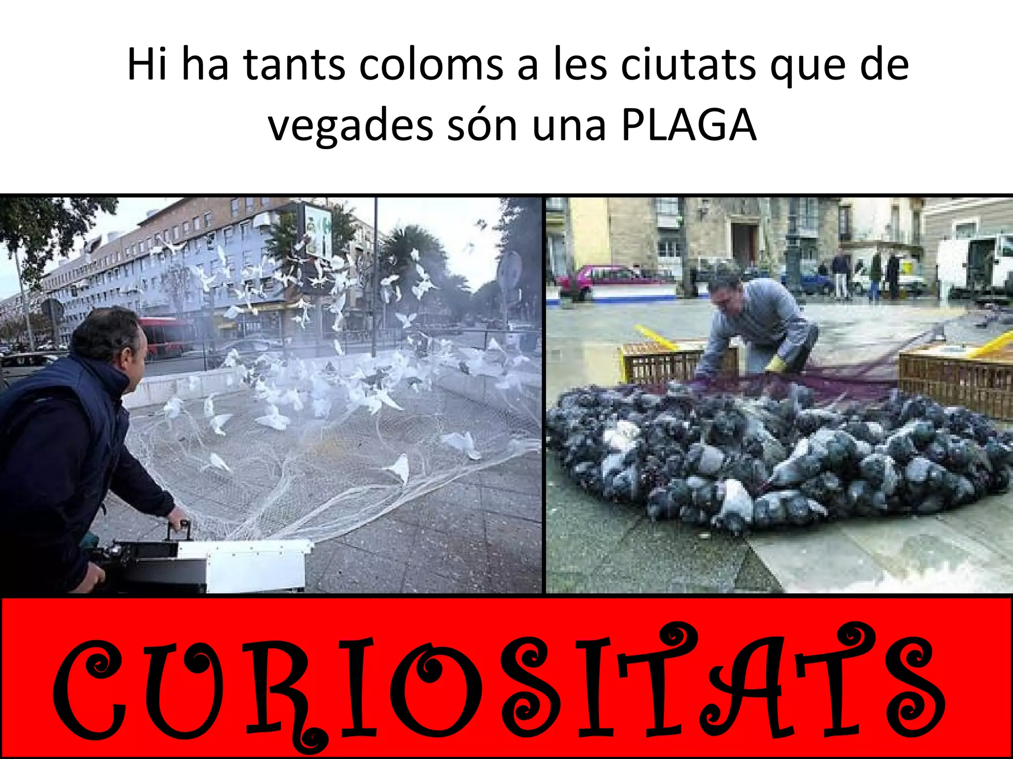 Hi ha tants coloms a les ciutats que de
vegades són una PLAGA

CURIOSITATS

 