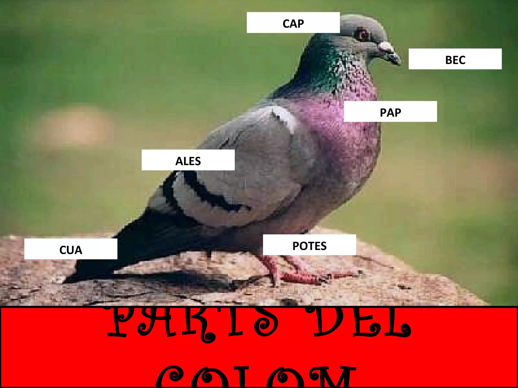 CAP
BEC

PAP

ALES

CUA

POTES

PARTS DEL

 