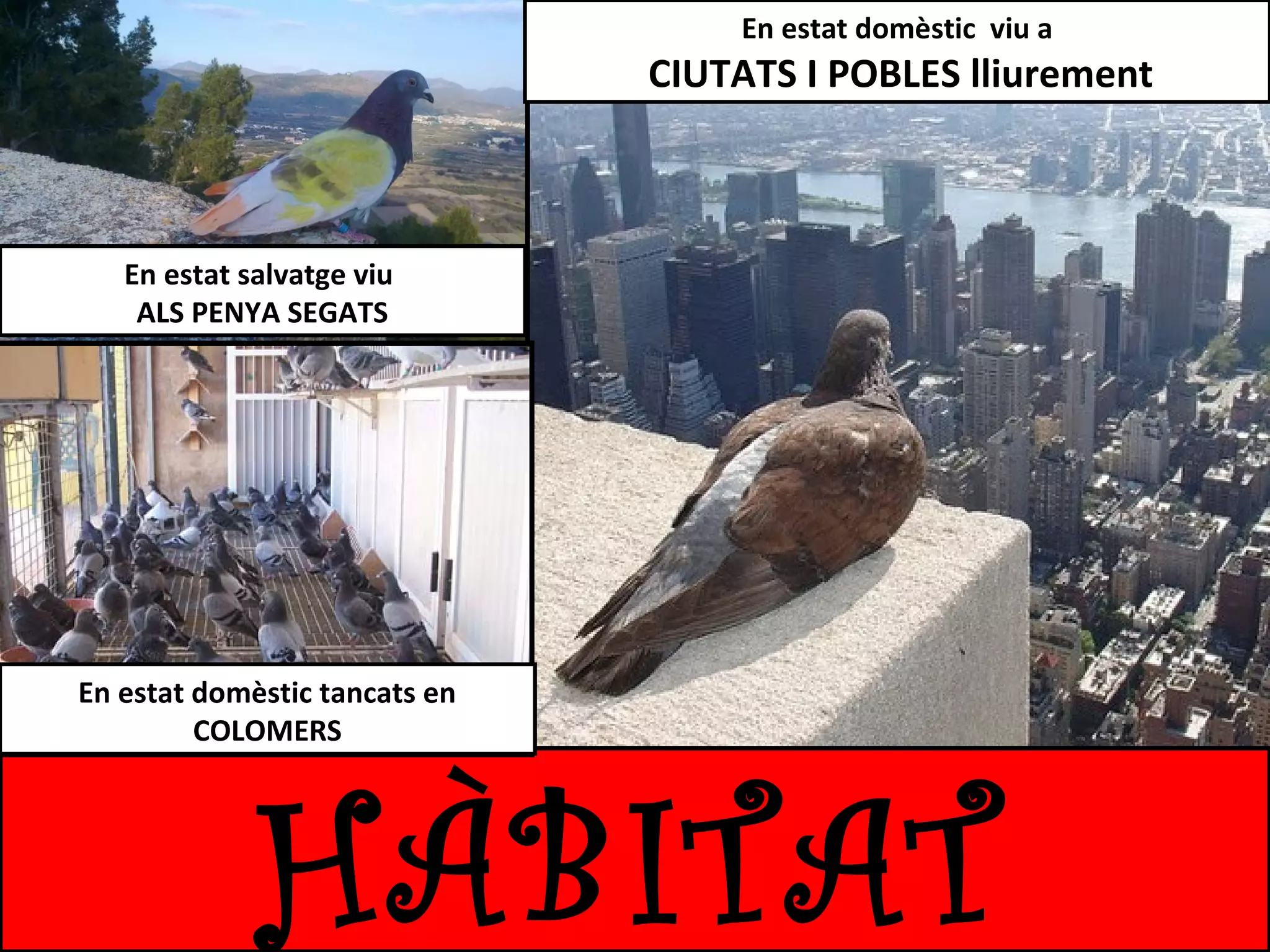 En estat domèstic viu a

CIUTATS I POBLES lliurement

En estat salvatge viu
ALS PENYA SEGATS

En estat domèstic tancats en
COLOMERS

HÀBITAT

 