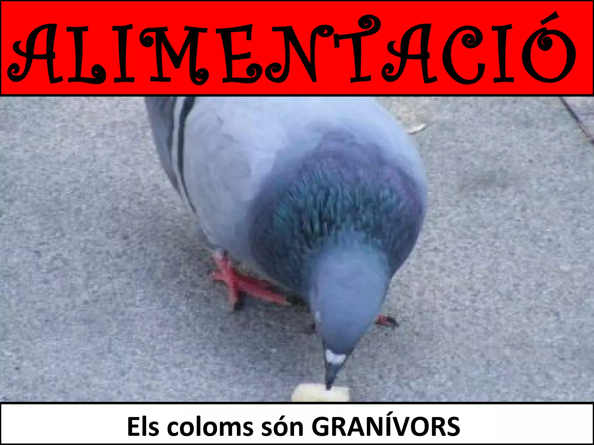 ALIMENTACIÓ

Els coloms són GRANÍVORS

 