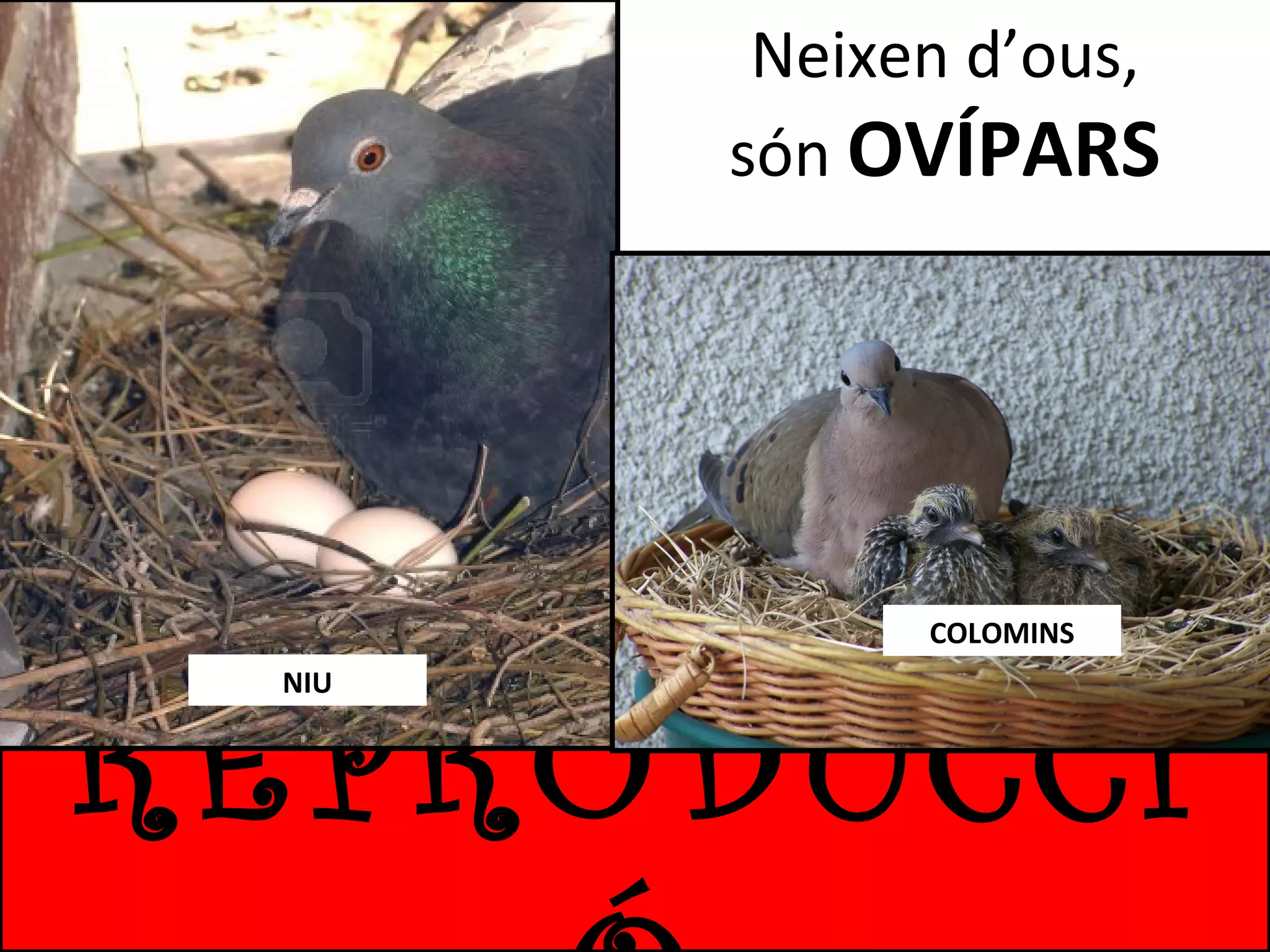 Neixen d’ous,
són OVÍPARS

COLOMINS

REPRODUCCI
NIU

 