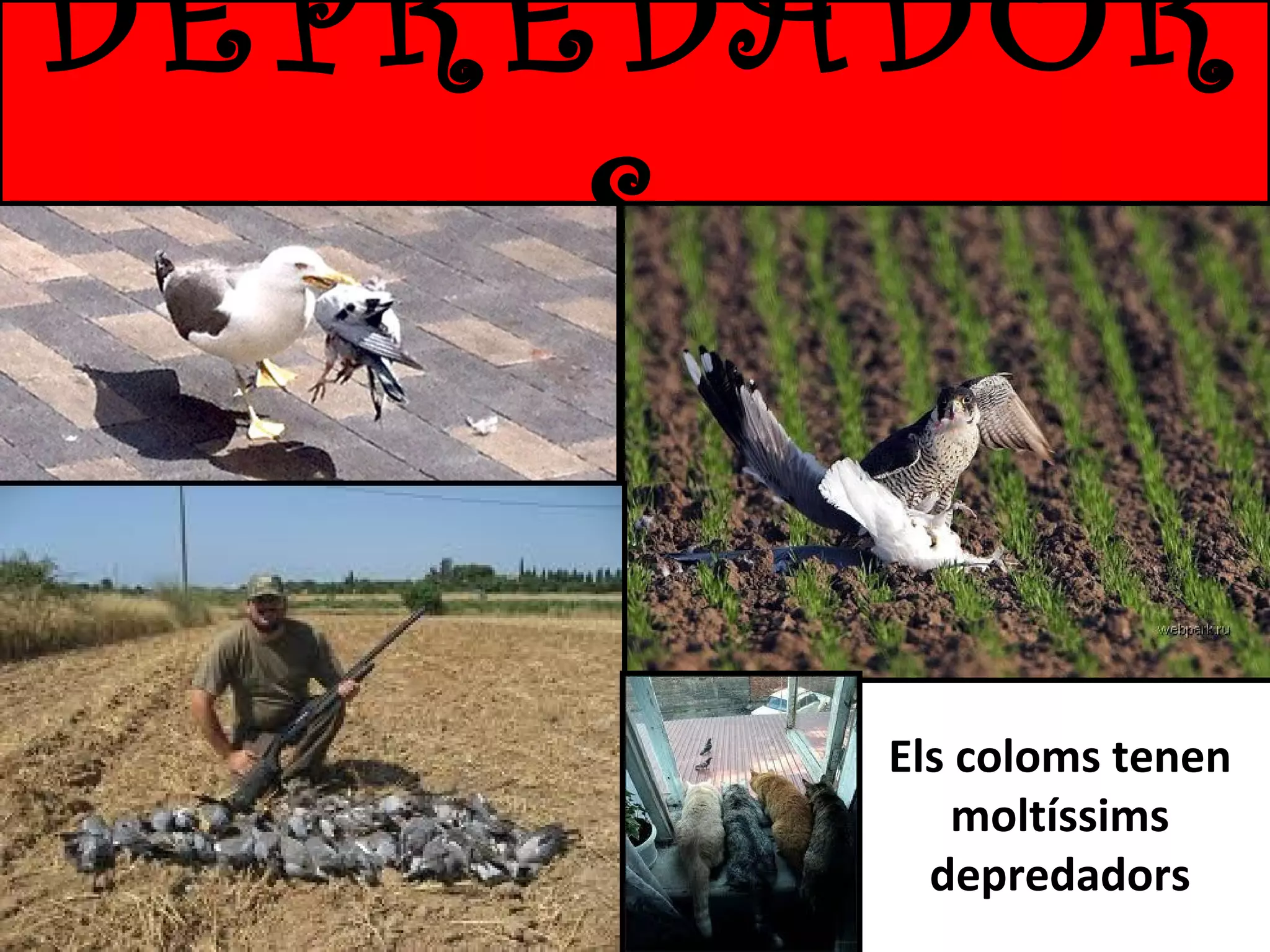 DEPREDADOR
S
Els coloms tenen
moltíssims
depredadors

 