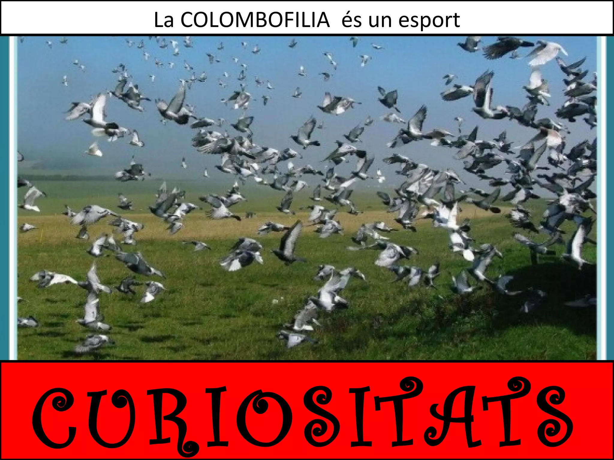La COLOMBOFILIA és un esport

CURIOSITATS

 