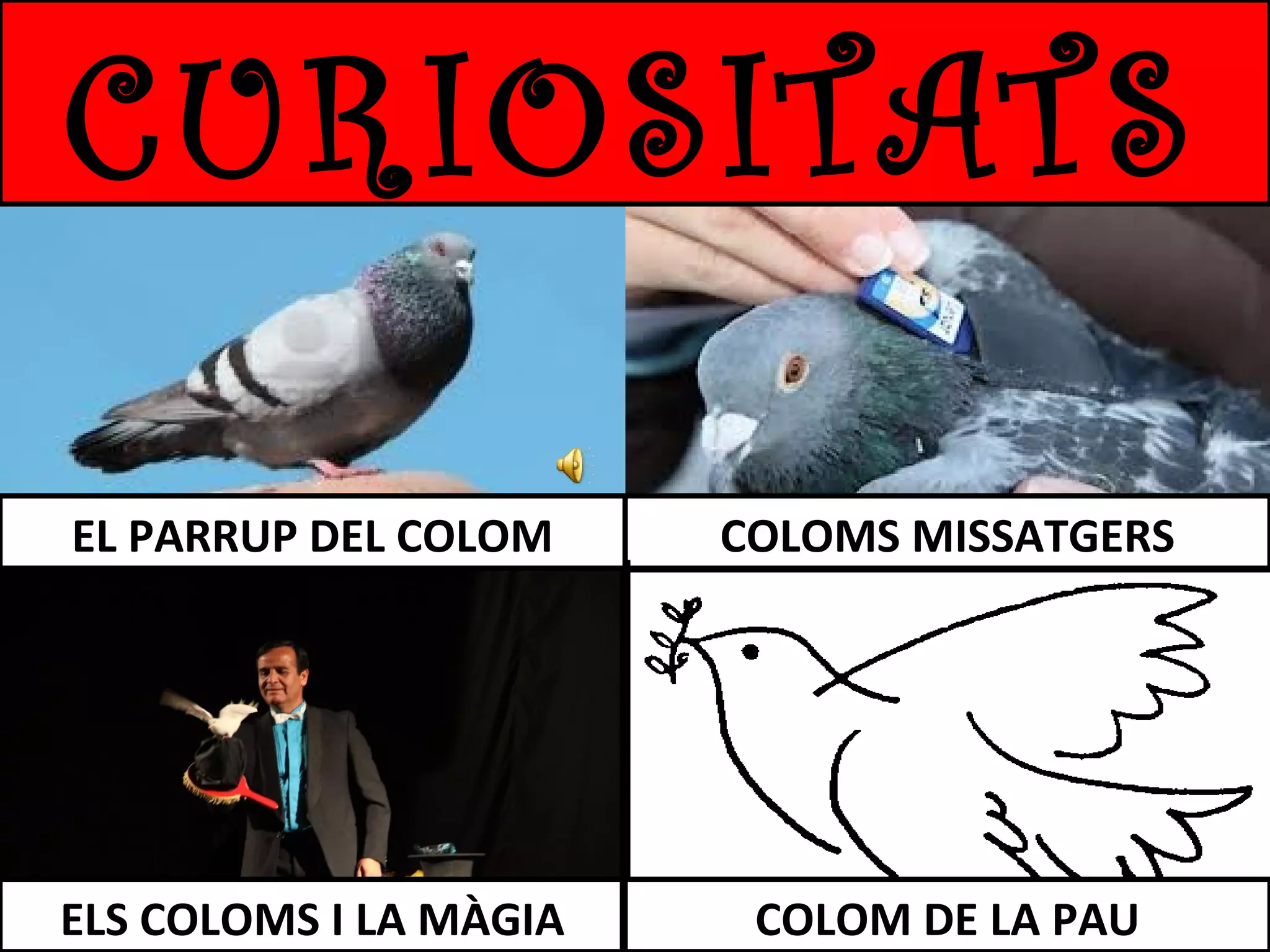 CURIOSITATS
EL PARRUP DEL COLOM

COLOMS MISSATGERS

ELS COLOMS I LA MÀGIA

COLOM DE LA PAU

 