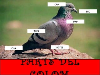 El colom | PPT