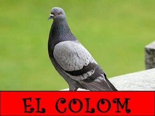 EL COLOM

 