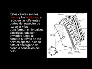 Estas células son los
conos y los bastones, y
recogen las diferentes
partes del espectro de
luz solar y las
transforman en impulsos
eléctricos, que son
enviados luego al
cerebro a través de los
nervios ópticos, siendo
éste el encargado de
crear la sensación del
color.
 