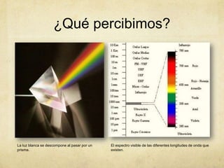 ¿Qué percibimos?La luz blanca se descompone al pasar por un prisma.El espectro visible de las diferentes longitudes de onda que existen.