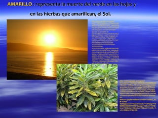 AMARILLO : representa la muerte del verde en las hojas y
         en las hierbas que amarillean, el Sol.
                                     http://www.google.es/imgres?
                                     num=10&hl=es&biw=1024&bih=66
                                     3&tbm=isch&tbnid=90Z_c8xk5cOg
                                     kM:&imgrefurl=http://descubreapre
                                     nde.blogspot.com/2012/01/por-
                                     que-se-ve-amarillo-el-
                                     sol.html&docid=H9uyWsBV6LKEZ
                                     M&imgurl=http://2.bp.blogspot.co
                                     m/_RVI41DZPZtU/TIEg0QHxY-
                                     I/AAAAAAAABZk/jrYcOzxFG_I/s1
                                     600/Reflejos%25252520del
                                     %25252520Sol%25252520en
                                     %25252520el
                                     %25252520Mar.jpg&w=640&h=48
                                     0&ei=3cGaUIvjINS7hAf_x4HgBg&
                                     zoom=1&iact=hc&vpx=614&vpy=1
                                     49&dur=2587&hovh=194&hovw=2
                                     59&tx=181&ty=111&sig=11506908
                                     3469307070021&page=1&tbnh=13
                                     7&tbnw=180&start=0&ndsp=15&v
                                     ed=1t:429,r:3,s:0,i:78




                                                                         http://www.google.es/imgres?
                                                                         hl=es&biw=1024&bih=663&tbm=isch&tbnid
                                                                         =Bzxdfv11DMqq_M:&imgrefurl=http://www.
                                                                         guiadejardineria.com/page/108/%3Fiframe
                                                                         %3Dtrue%26width%3D95%2525%26height
                                                                         %3D95%2525&docid=zhQeMF7diqwFVM&i
                                                                         mgurl=http://www.guiadejardineria.com/wp
                                                                         -content/uploads/2010/02/limpieza-plantas-
                                                                         01-
                                                                         400x314.jpg&w=400&h=314&ei=YsGaUL_EL
                                                                         M-1hAfd-
                                                                         4DADg&zoom=1&iact=rc&dur=137&sig=115
                                                                         069083469307070021&page=1&tbnh=147&t
                                                                         bnw=184&start=0&ndsp=19&ved=1t:429,r:1,
                                                                         s:0,i:69&tx=67&ty=88
 