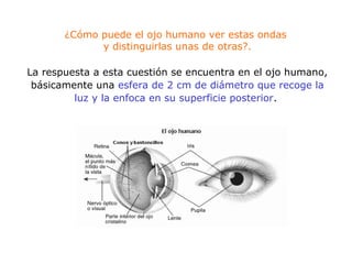 ¿Cómo puede el ojo humano ver estas ondas
y distinguirlas unas de otras?.
La respuesta a esta cuestión se encuentra en el ojo humano,
básicamente una esfera de 2 cm de diámetro que recoge la
luz y la enfoca en su superficie posterior.
 