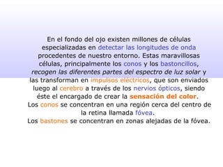 En el fondo del ojo existen millones de células
especializadas en detectar las longitudes de onda
procedentes de nuestro entorno. Estas maravillosas
células, principalmente los conos y los bastoncillos,
recogen las diferentes partes del espectro de luz solar y
las transforman en impulsos eléctricos, que son enviados
luego al cerebro a través de los nervios ópticos, siendo
éste el encargado de crear la sensación del color.
Los conos se concentran en una región cerca del centro de
la retina llamada fóvea.
Los bastones se concentran en zonas alejadas de la fóvea.
 