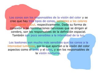 Los conos son los responsables de la visión del color y se
cree que hay tres tipos de conos, sensibles a los colores
rojo, verde y azul, respectivamente. Dada su forma de
conexión a las terminaciones nerviosas que se dirigen al
cerebro, son los responsables de la definición espacial.
También son poco sensibles a la intensidad de la luz.
Los bastones son mucho más sensibles que los conos a la
intensidad luminosa, por lo que aportan a la visión del color
aspectos como el brillo y el tono, y son los responsables de
la visión nocturna.
 