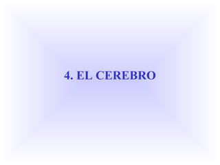 4. EL CEREBRO
 