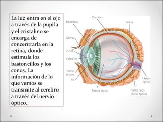 La luz entra en el ojo
a través de la pupila
y el cristalino se
encarga de
concentrarla en la
retina, donde
estimula los
bastoncillos y los
conos. La
información de lo
que vemos se
transmite al cerebro
a través del nervio
óptico.
 