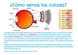 ¿Cómo vemos los colores?
La retina tiene dos tipos diferentes de células que detectan la luz y reaccionan sobre
ella. Se trata de los conos y los bastones, unas células sensibles a la luz conocidas
como fotorreceptores. Los bastones se activan en condiciones de baja luminosidad.
Los conos, por otro lado, se ven estimulados en entornos con mayor iluminación. La
mayoría de personas tienen alrededor de 6 millones de conos y 110 millones de basto-
nes.
Estos receptores procesan la luz y la convierten en impulsos nerviosos, que son pro-
yectados a la corteza cerebral a través del nervio óptico. Así es el cerebro el que inter-
preta el color que ve.
https://www.youtube.com/watch?v=5E3kl_7_cT0
 