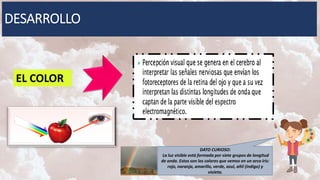 DESARROLLO
EL COLOR
DATO CURIOSO:
La luz visible está formada por siete grupos de longitud
de onda. Estos son los colores que vemos en un arco iris:
rojo, naranja, amarillo, verde, azul, añil (índigo) y
violeta.
 
