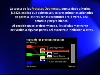 La teoría de los  Procesos Oponentes , que se debe a Hering (1882), explica que existen seis colores primarios asignados en pares a los tres conos receptores : rojo-verde, azul-amarillo y negro-blanco.  Al percibir un color determinado, las células mostraran activación a algunas partes del espectro e inhibición a otras. 