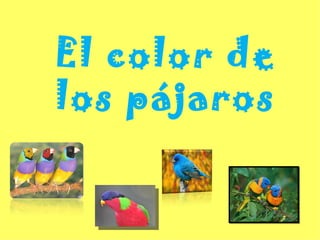 El color de los pájaros 