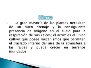 La gran mayoría de las plantas necesitan
de un buen drenaje y la consiguiente
presencia de oxígeno en el suelo para la
respiración de sus raíces; el arroz es el único
cultivo que posee mecanismos que permiten
el traslado interno del aire de la atmósfera a
las raíces y puede crecer en terrenos
inundados.
 