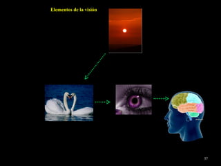 Elementos de la visión 