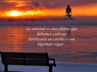 La amistad es una planta que debemos cultivar fertilizarla en cariño y con lágrimas regar   . 